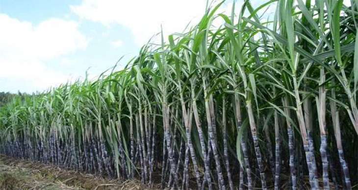 Sugar production in the country down by 26%: ISMA