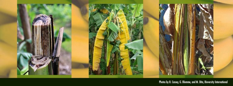 Agriculture: Banana farmers to get technology to protect tissue culture plants from lethal fungal disease