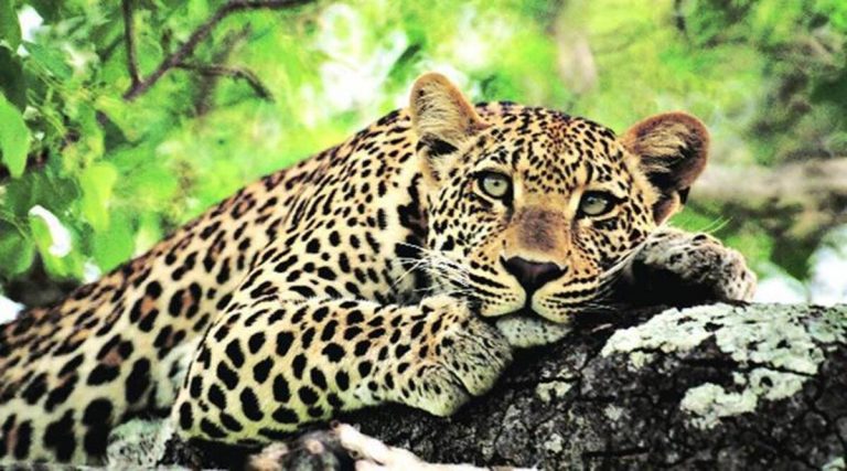 12,852 leopards in the country, 60% increase in the last four years