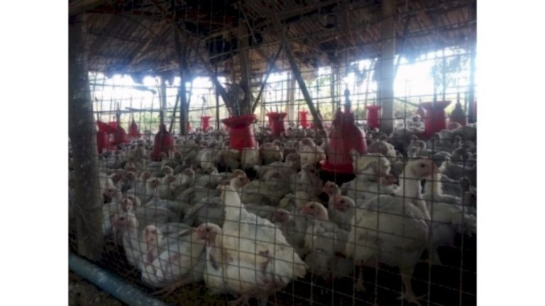 Over 4 lakh chickens die in Asia’s biggest poultry farms in Haryana