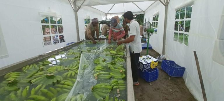 People of Iran to taste UP’s bananas for first time