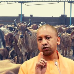 Uttar Pradesh’s supremacy in milk production remains intact, followed by Rajasthan, MP, Gujarat