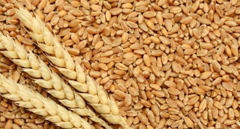 Free food grains distribution across Uttar Pradesh from November 5 to 20