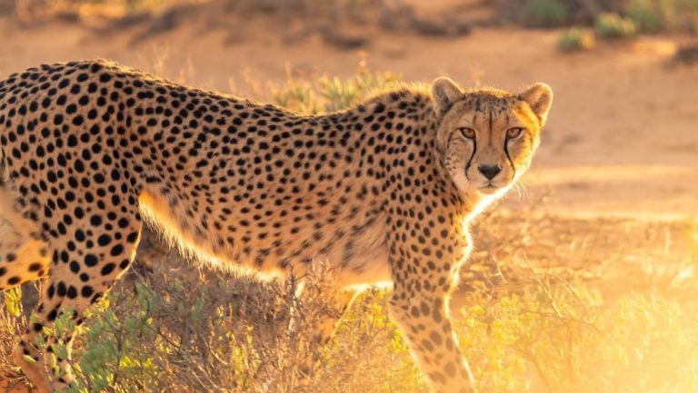 SC expresses concern over the death of cheetahs in Kuno National Park, MP