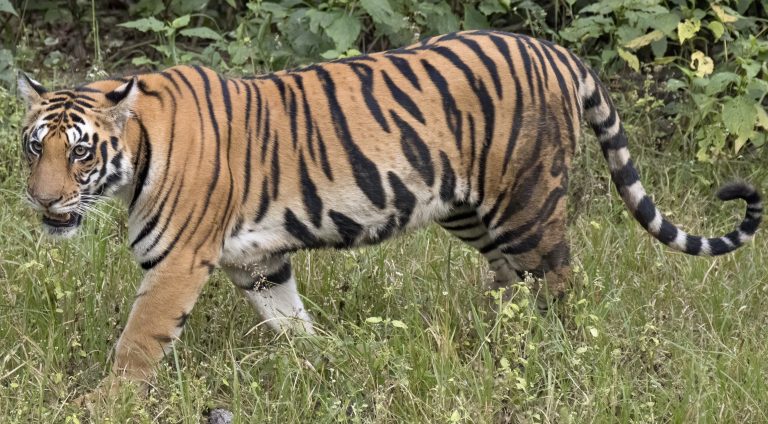 Footprints of tiger and leopard seen in adjoining areas of Lucknow