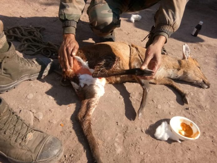 Humanity: Deer rescued by Army along LoC in Rajouri