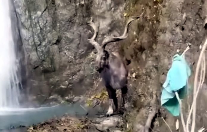 Rare and endangered species of markhor (wild capra) surfaced in Baramulla, North Kashmir