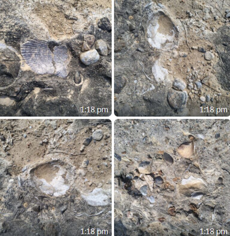 280 million yrs old marine fossil found on the banks of Hasdeo river in Chhattisgarh