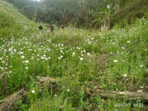 Assam Rifles destroys 10 acres of opium cultivation in Manipur