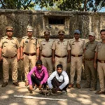 killing wild boar in Lakhimpur Kheri